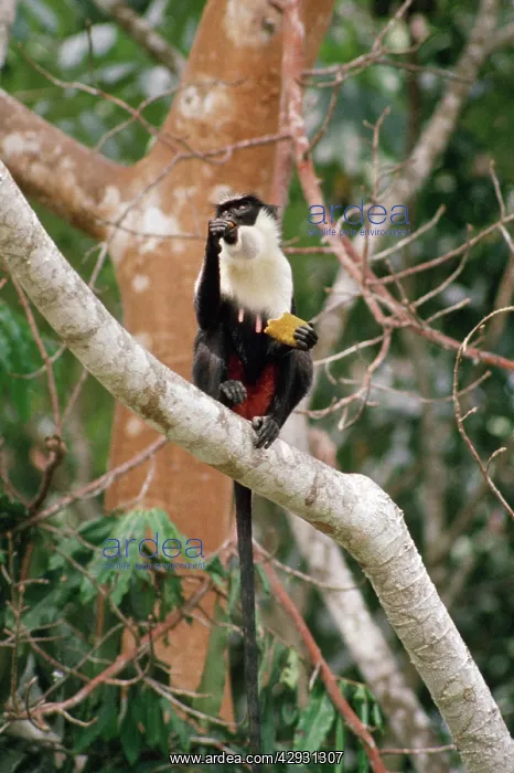 : Diana MONKEY / Diana Guenon - eating fruit in tree : Diana MONKEY / Diana Guenon - eating fruit in tree