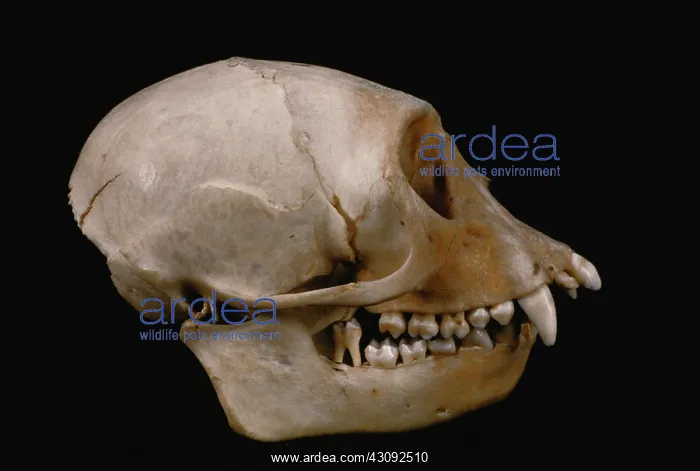 : Diana Monkey skull : Diana Monkey skull