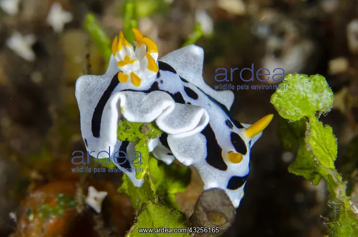 : Diana's Chromodoris Nudibranch - Sedam dive site : Diana's Chromodoris Nudibranch - Sedam dive site
