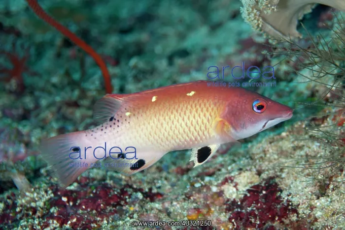 : Diana's Hogfish : Diana's Hogfish