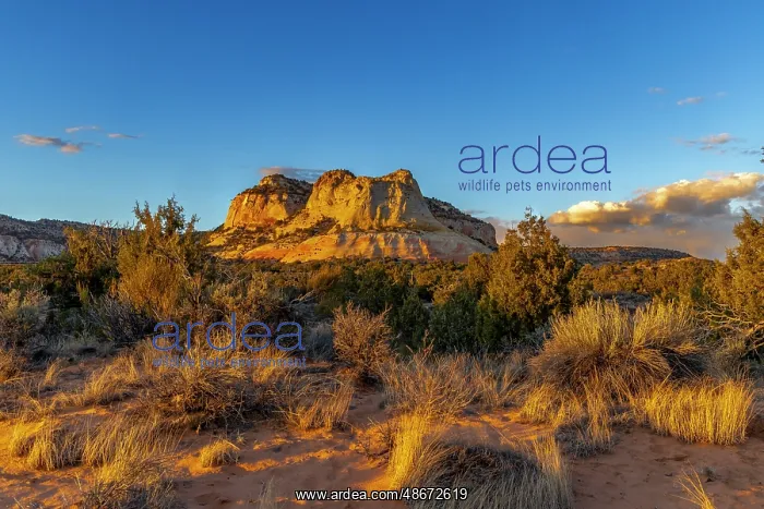 : Diana's Throne sandstone formation near Kanab, Utah, USA : Diana's Throne sandstone formation near Kanab, Utah, USA