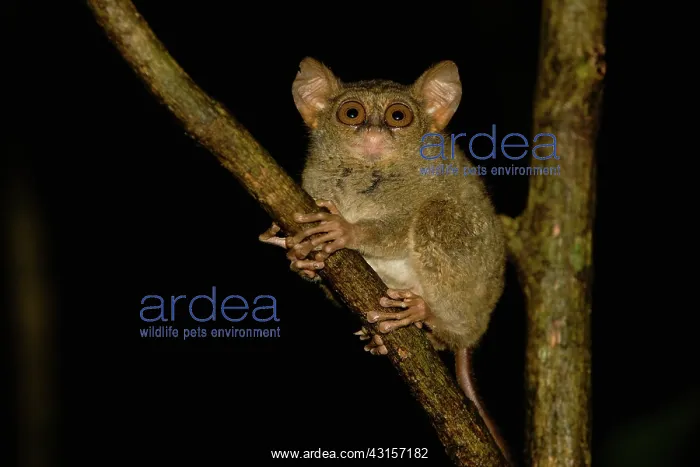 : Dian's Tarsier : Dian's Tarsier