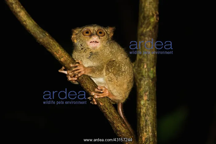 : Dian's Tarsier : Dian's Tarsier