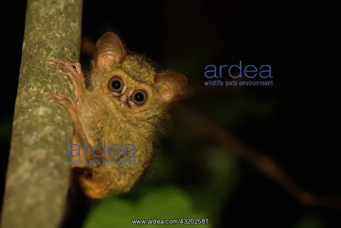 : Dian's Tarsier : Dian's Tarsier