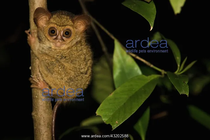 : Dian's Tarsier : Dian's Tarsier
