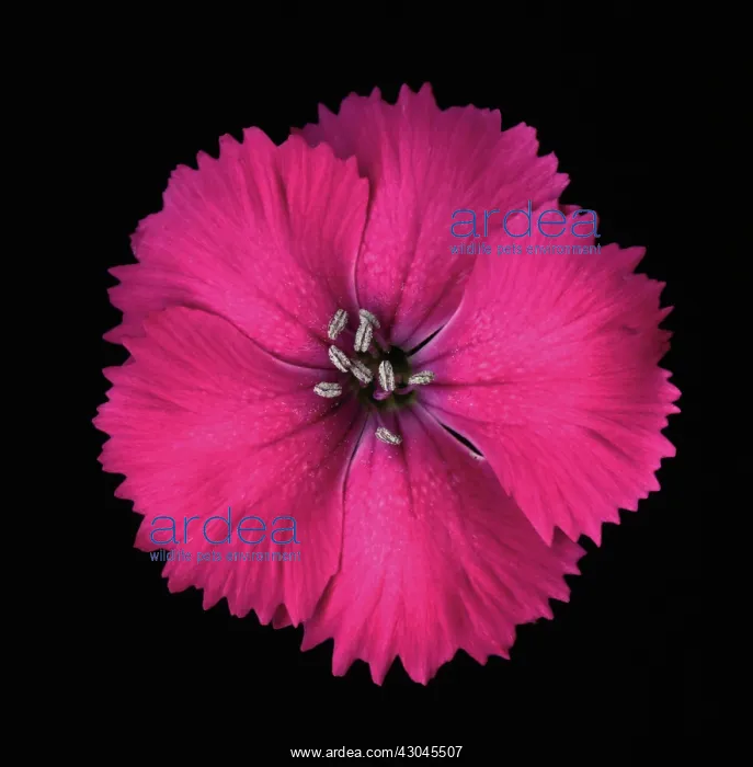 : Dianthus : Dianthus