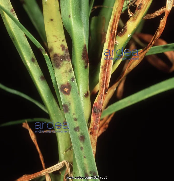 : Dianthus leaf spot on Carnation : Dianthus leaf spot on Carnation