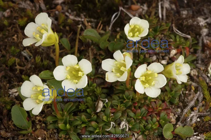 : Diapensia in flower : Diapensia in flower