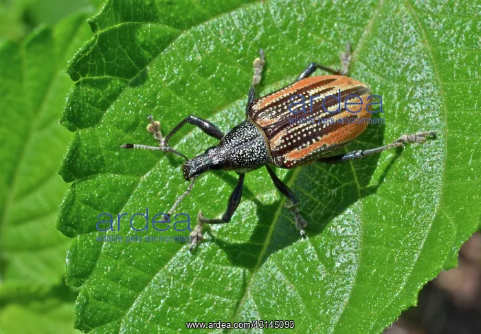 : Diaprepes Root Weevil : Diaprepes Root Weevil
