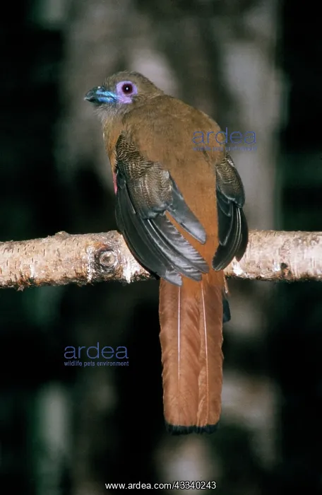  : Diard's Trogon