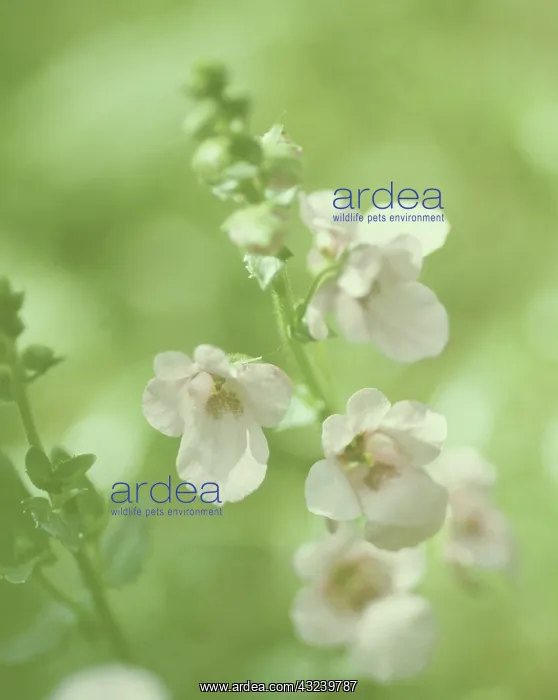 : Diascia : Diascia