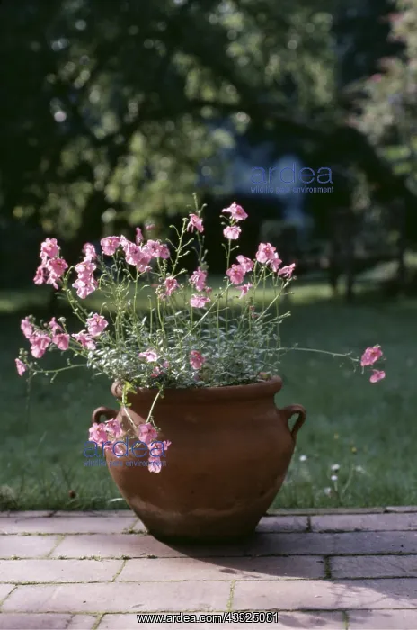 : DIASCIA CORDATA - in a pot : DIASCIA CORDATA - in a pot