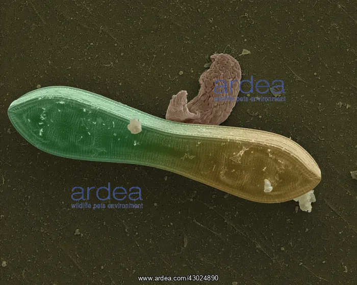 : Diatom Scanning Electron Micrograph (SEM): Magnification x 4370 (if print A4 size : Diatom Scanning Electron Micrograph (SEM): Magnification x 4370 (if print A4 size