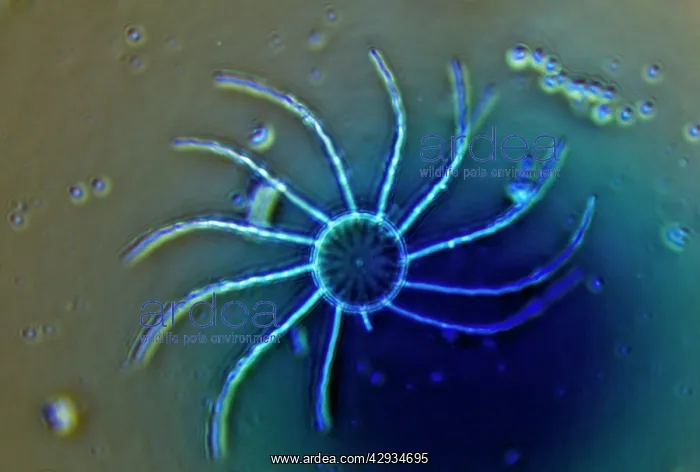 : Diatom - from marine plankton sample : Diatom - from marine plankton sample