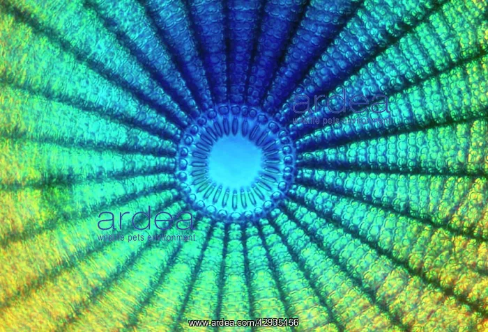: Diatom - from marine plankton sample. A type of : Diatom - from marine plankton sample. A type of