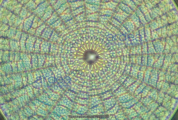 : Diatoms - from marine plankton sample : Diatoms - from marine plankton sample