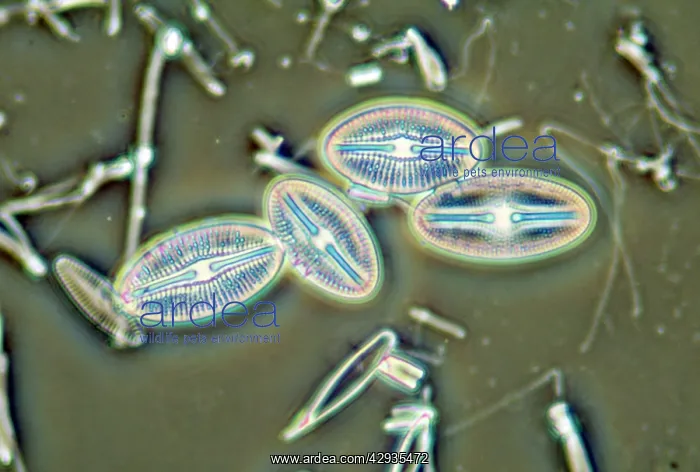 : Diatoms - from marine plankton sample : Diatoms - from marine plankton sample