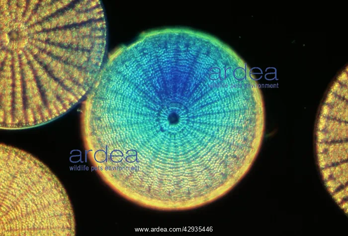 : DIATOMS - From marine plankton sample. A type of : DIATOMS - From marine plankton sample. A type of