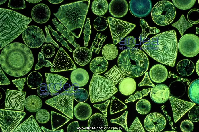  : Diatoms - marine (x25)