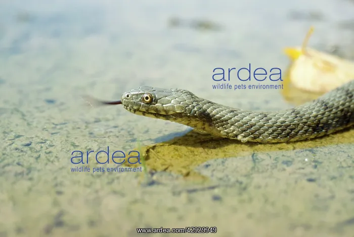  : Dice Snake