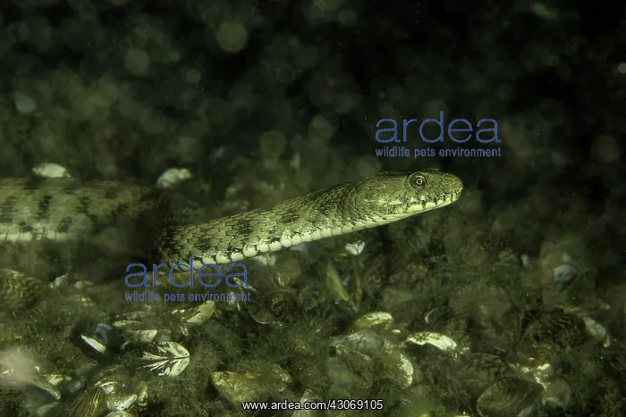 : Dice snake, Natrix tessellata, Lugano lake, Ticino : Dice snake, Natrix tessellata, Lugano lake, Ticino