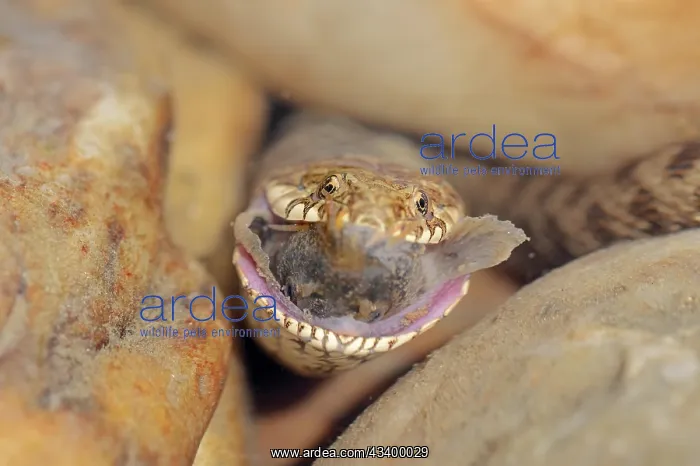 : Dice snake (Natrix tessellata) with preyed fish : Dice snake (Natrix tessellata) with preyed fish