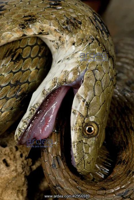 : Dice Snake - in a thanatosis defensive behavior : Dice Snake - in a thanatosis defensive behavior