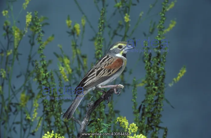 : Dickcissel male : Dickcissel male