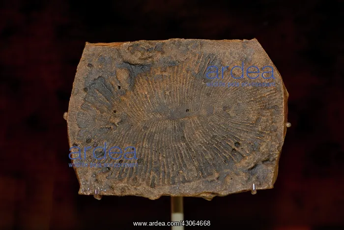 : Dickinsonia sp : Dickinsonia sp