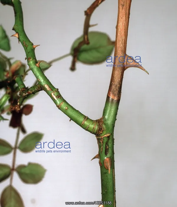 : Dieback on pruned rose : Dieback on pruned rose