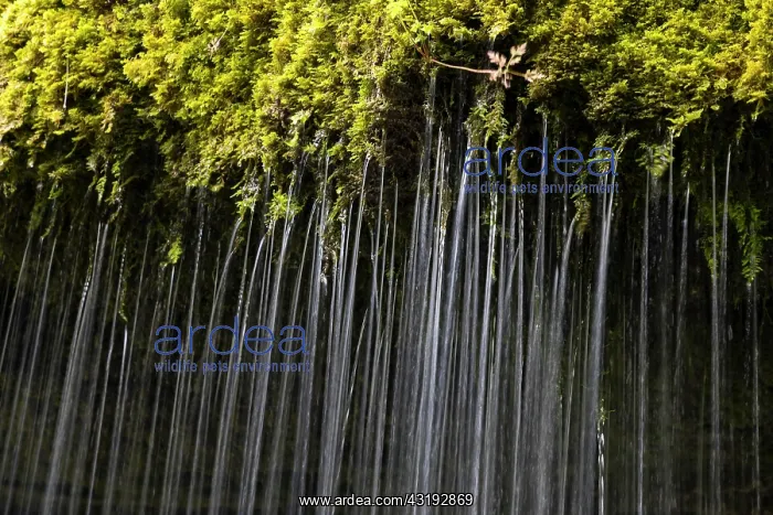 : Dietfurter Schleierfall, waterfall in the Wutach : Dietfurter Schleierfall, waterfall in the Wutach
