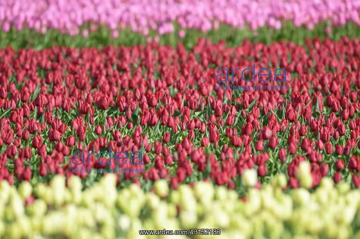 : Different colored tulips in rows behind each other : Different colored tulips in rows behind each other