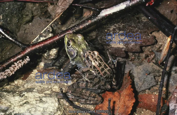 : Two Different Frogs : Two Different Frogs