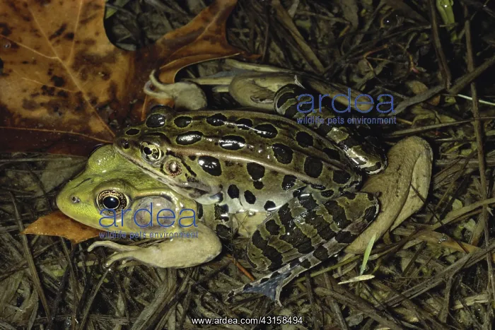 : Two Different Frogs : Two Different Frogs
