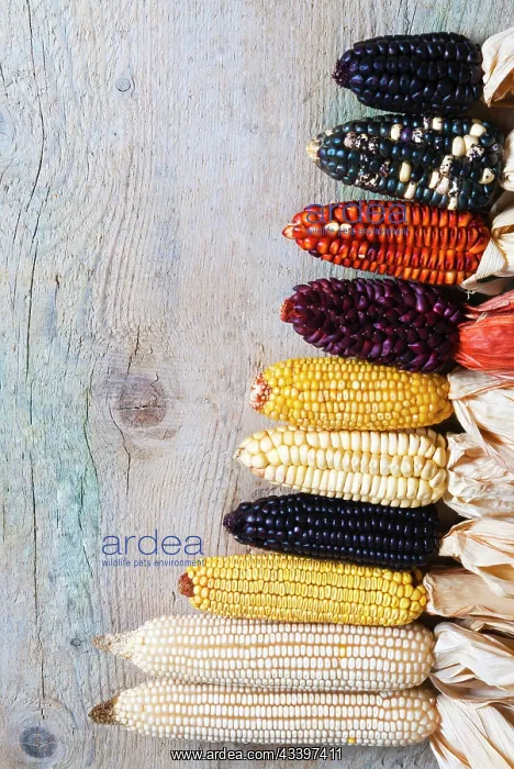 : Different type of maize or corn (Zea mays) : Different type of maize or corn (Zea mays)