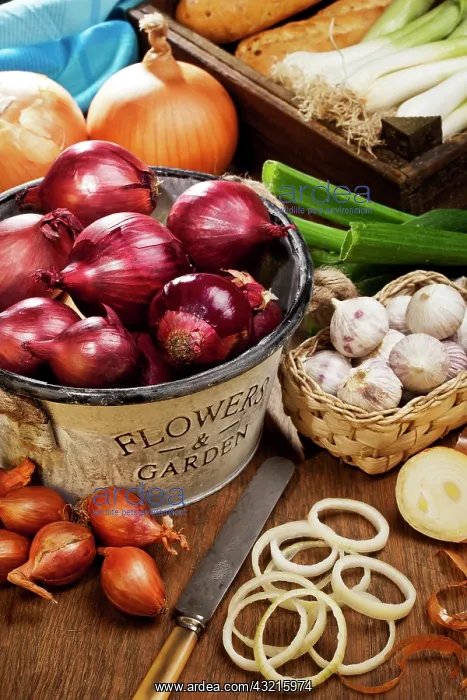 : Different types of onions and garlic lying on a : Different types of onions and garlic lying on a