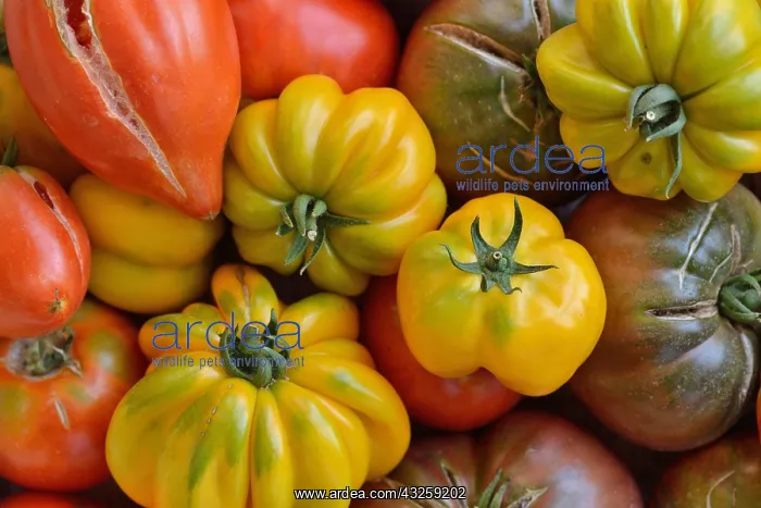 : Different varieties of organic tomatoes (Solanum : Different varieties of organic tomatoes (Solanum