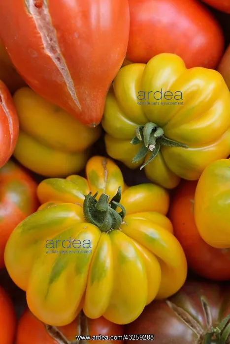 : Different varieties of organic tomatoes (Solanum : Different varieties of organic tomatoes (Solanum
