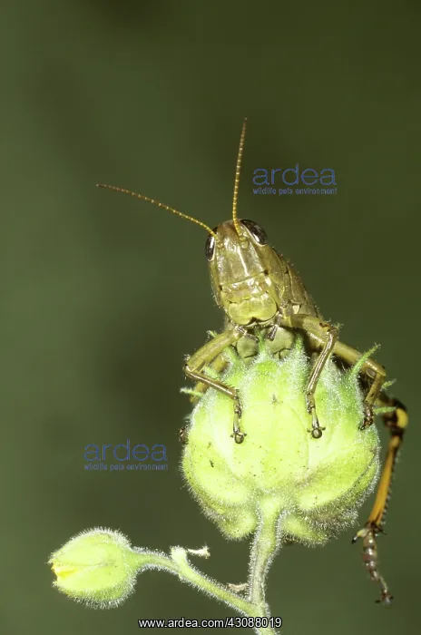 : Differential Grasshopper : Differential Grasshopper
