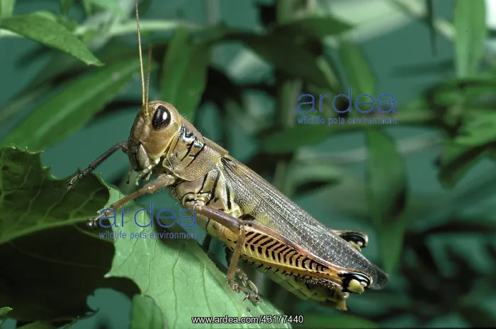 : Differential Grasshopper : Differential Grasshopper