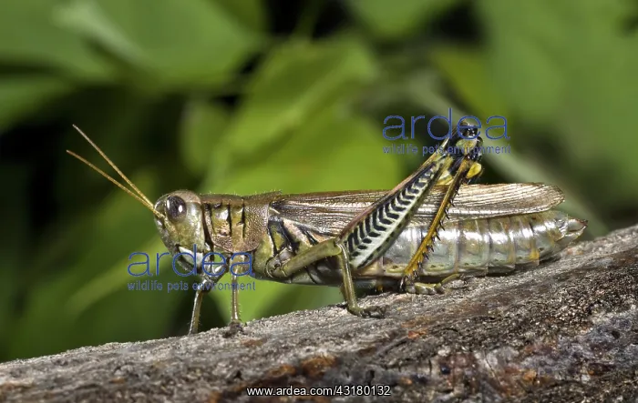 : Differential Grasshopper : Differential Grasshopper