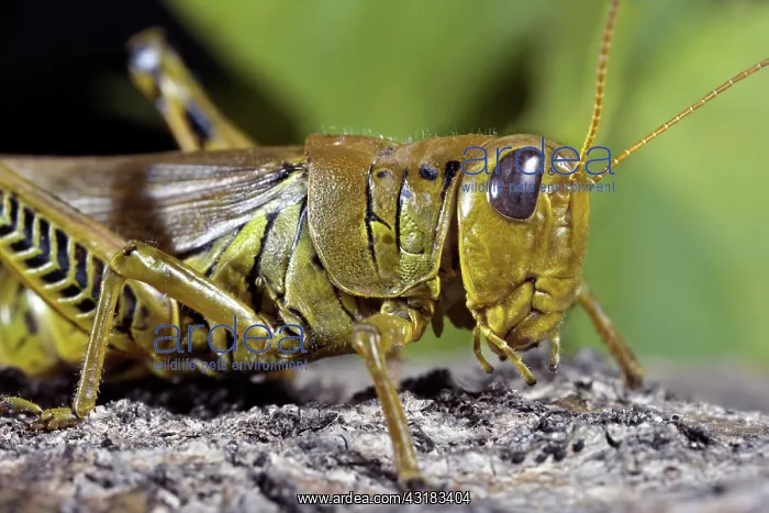 : Differential Grasshopper : Differential Grasshopper