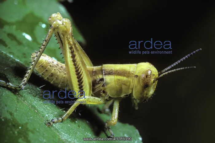 : Differential Grasshopper Nymph