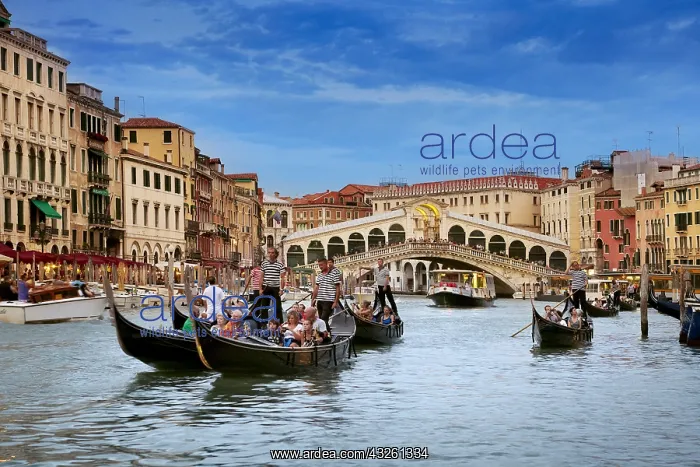 : DIG, geography / travel, Italy, Venice, Grand Canal : DIG, geography / travel, Italy, Venice, Grand Canal