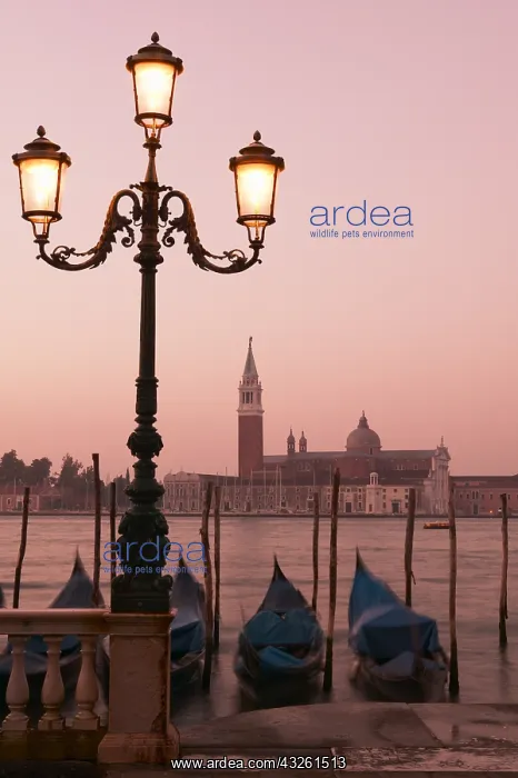 : DIG, geography / travel, Italy, Gondolas moored : DIG, geography / travel, Italy, Gondolas moored
