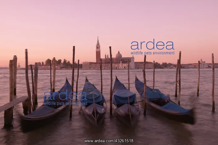: DIG, geography / travel, Italy, Gondolas moored : DIG, geography / travel, Italy, Gondolas moored