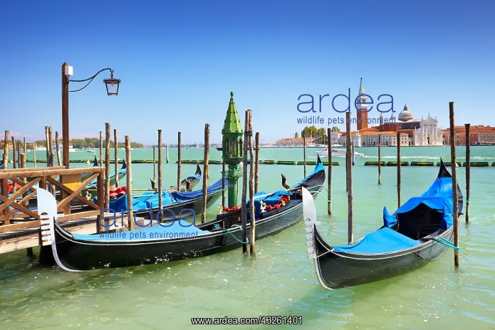 : DIG, geography / travel, Italy, Venice, gondolas : DIG, geography / travel, Italy, Venice, gondolas