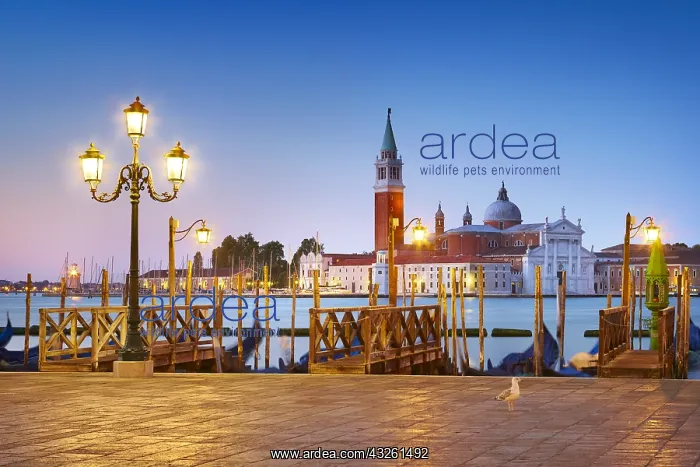 : DIG, geography / travel, Italy, Venice, view to : DIG, geography / travel, Italy, Venice, view to