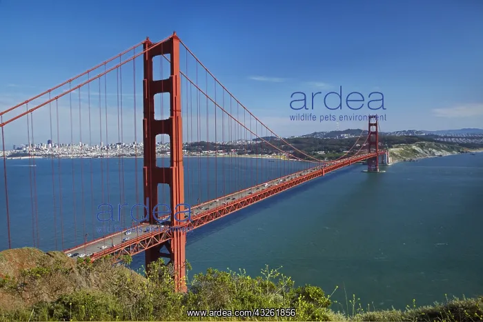 : DIG, geography / travel, USA, California, San Francisco : DIG, geography / travel, USA, California, San Francisco