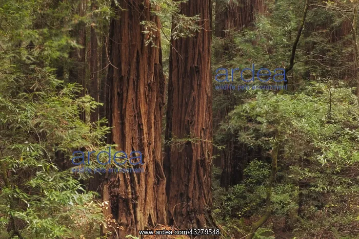: DIG, geography / travel, USA, California, Muir Woods : DIG, geography / travel, USA, California, Muir Woods